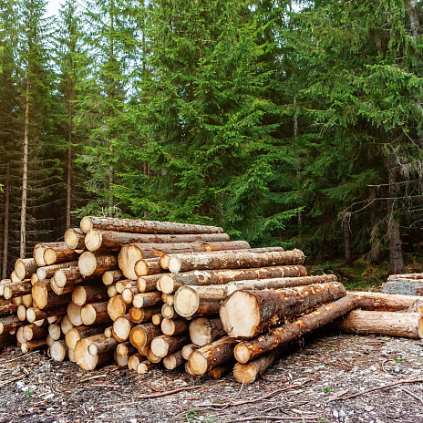 Russian forest sector: annual survey report